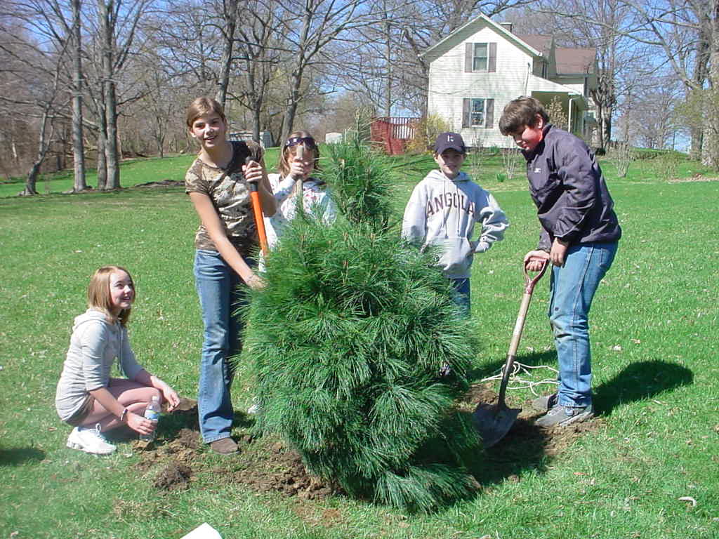 city wide tree give away